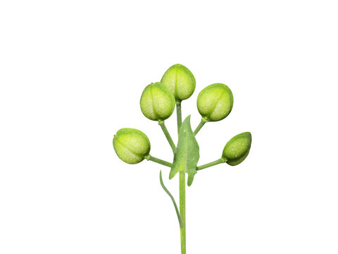Lepidium or peppercress plant with fruits isolated on a white background