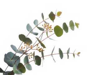 Delicate eucalyptus sprig with softly colored leaves against a deep black background