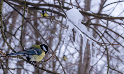 A bird is perched on a branch in the snow