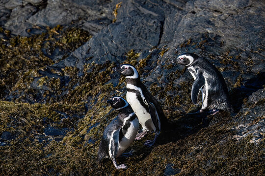 Group of Magellanic Penguins Resting on Coastal Rocks in Patagonia