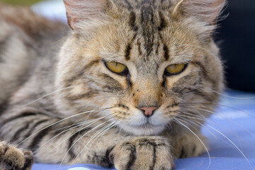 Naklejka premium cat