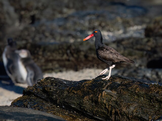 Blackish Oystercatcher Standing on Rocky Coastal Shoreline