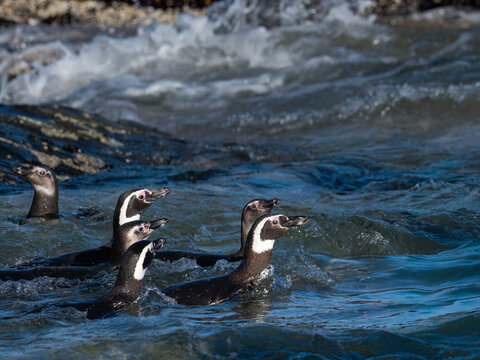 Group of Magellanic Penguins Swimming in Blue Atlantic Ocean