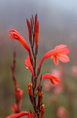 red orange Watsonia flower