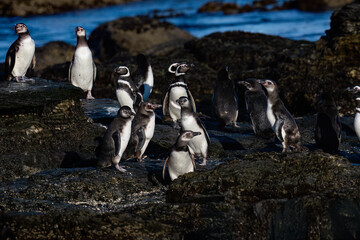 Fototapeta premium Colony of Magellanic Penguins Standing on Rocky Coastline Shoreline