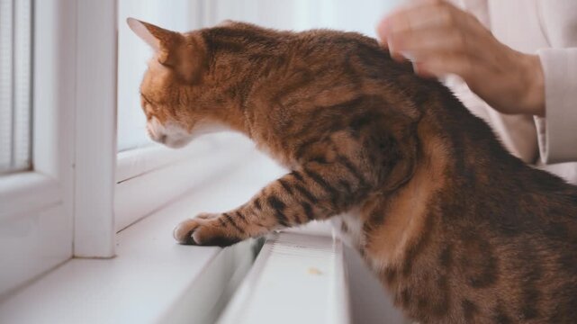 Woman hands with cat paws checking on hot warm radiator. person touching cold heater. Low temperature cold winter. Saving utility bills. Expensive inefficient central heating. girl in funny pet animal
