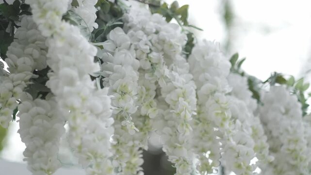 Beautiful white wisteria flowers hanging in clusters from a wedding arch or garden trellis