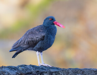 Obraz premium Adult Blackish Oystercatcher Perched on Shoreline Rock in Profile