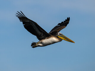 Peruvian Pelican Flying Through Clear Blue Summer Sky