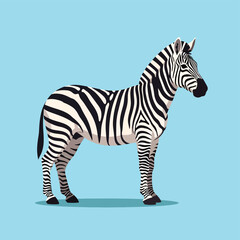 Zebra Standing on Blue Background