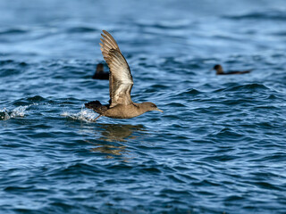 Fototapeta premium Sooty Shearwater Gliding Low Over Deep Blue Ocean Waves