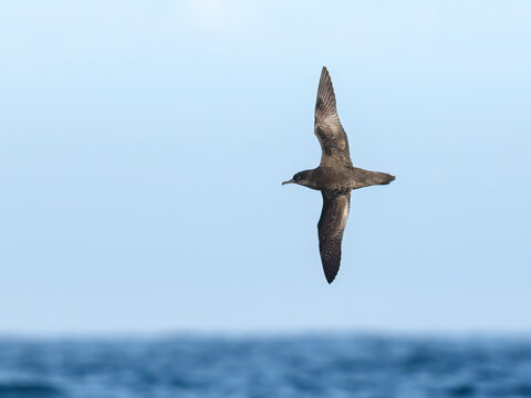 Sooty Shearwater Gliding Low Over Deep Blue Ocean Waves