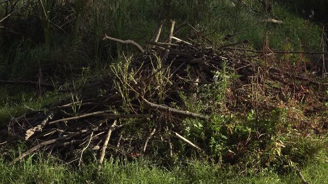 A close-up of a pile of sticks, branches, and twigs sitting in a sunlit grassy wetland creating a teepee shaped Beaver Dam.