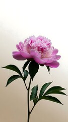 A vibrant pink peony flower in full bloom