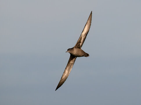 Adult Sooty Shearwater Gliding Through Clear Blue Sky
