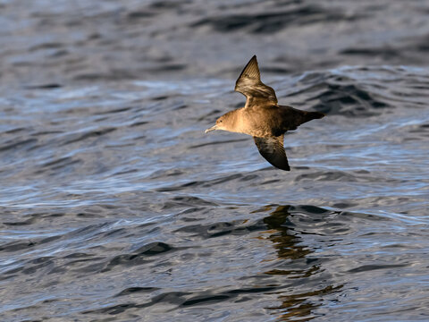Sooty Shearwater Gliding Low Over Dark Blue Ocean Waves