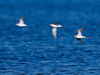 Obraz premium Three Greater Yellowlegs Flying Low Over Deep Blue Water
