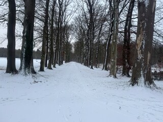 Fototapeta premium January 2026 - Winter season, snow in the Netherlands - very rarely moment. White forest, snowy park