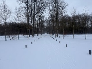 January 2026 - Winter season, snow in the Netherlands - very rarely moment. White forest, snowy park