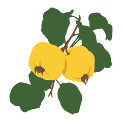 Two ripe yellow quince fruits with green leaves growing on branches illustration
