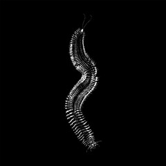 Obraz premium Hand-drawn sandworm vector illustration featuring a detailed, textured body with an organic, serpentine form.