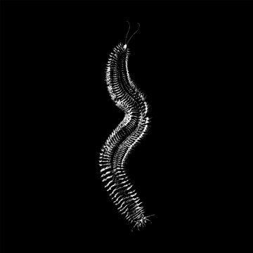 Hand-drawn sandworm vector illustration featuring a detailed, textured body with an organic, serpentine form.