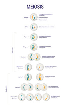 Meiosis stages diagram for biology textbooks, detailed educational infographic showing meiosis I and meiosis II with labelled chromosomes, crossing over, haploid cells and cell division process poster