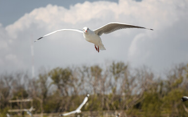 Action shot of a white seagull gliding in the air with wings spread wide. Background shows a soft bokeh of a mangrove forest and a cloudy sky.