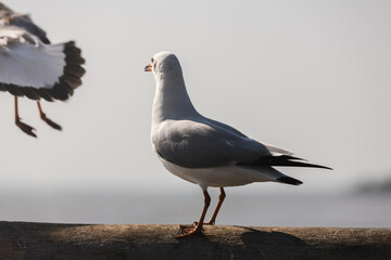 Side view white seagull perched on weathered concrete bridge railing. Blurry sea background with another bird wings partially in frame.