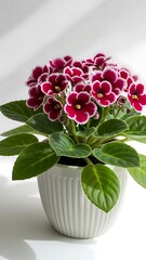 Vibrant african violets in a white planter on a light background