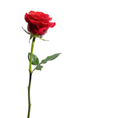 Single red rose blooming isolated on transparent background