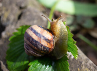 Garden snail crawling on green leaf