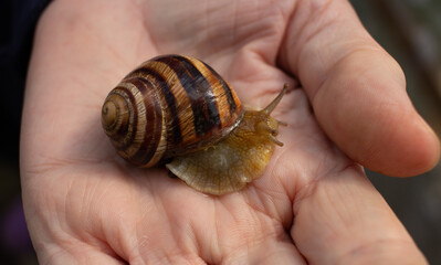 Garden snail resting on human hand