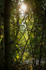Obraz premium Golden sunlight streaming through a dense bamboo forest creating a serene and tranquil natural atmosphere