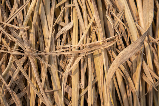 Golden Brown Texture of Dried Straw and Hay Stalks