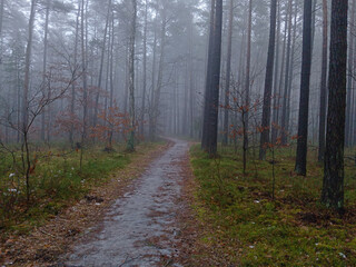 Obraz premium Forest road in winter foggy day