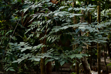 Dense green canopy of a tropical tree with overlapping leaves, forest foliage background