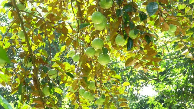 Wide artistic view of ripe Lo Ren star apples on tree branches in a sunny Vietnam orchard.