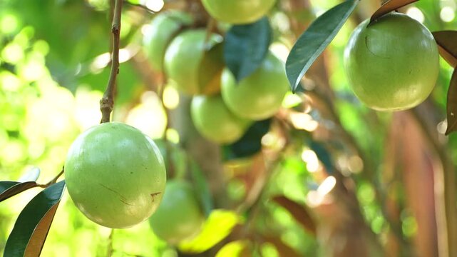 Single ripe Lo Ren star apple with leaves on stem in a sunlit Vietnam orchard.