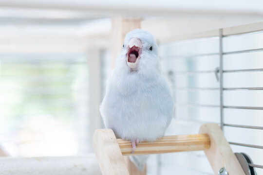 Funny Forpus parrotlet yawning with open mouth while sitting on a wooden perch.
