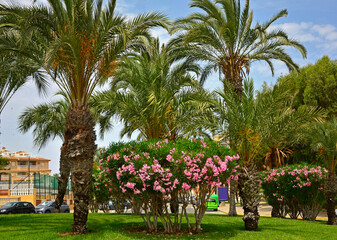 Oleander pospolity i palmy w hiszpańskim miasteczku, rózowe kwiaty oleandra, kwitnący oleander, Nerium oleander, Pink oleander flowers, pink flowers oleander and tall palm trees © kateej