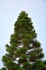 Araukaria wyniosła, Araucaria heterophylla, araukaria rosnąca w naturze z szyszkami na gałęziach, duże drzewo araukarii,, Araucaria heterophylla tree