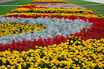 kwitnące kwiaty letnie, kwiatowy dywan, żeniszek, aksamitka, szałwia i starzec, ageratum, salvia splendens, senecio cineraria, tagetes, colorful flowerbed © kateej