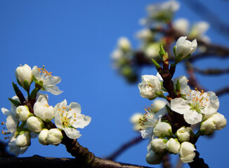 Prunus domestica, białe kwiaty śliwy na niebieskim tle, kwitnąca śliwa, białe kwiaty na tle niebieskiego nieba, blooming plum against the blue sky