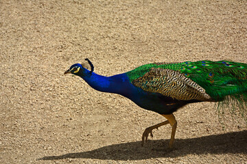 Paw indyjski, paw niebieski, paw zwyczajny, Pavo cristatus, pavone, samiec pawia na żwirowej ściezce w parku z palmami, paw jako potomek dinozaura, peacock as a descendant of a dinosaur © kateej