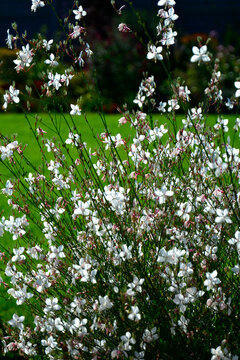 Gaura Lindheimera - Gaura lindheimeri, kwitnąca gaura na tle trawnika, gaura w słońcu, gaura flower in the sun, Lindheimer's beeblossom, white gaura, pink gaura, Lindheimer's clockweed, Indian feather