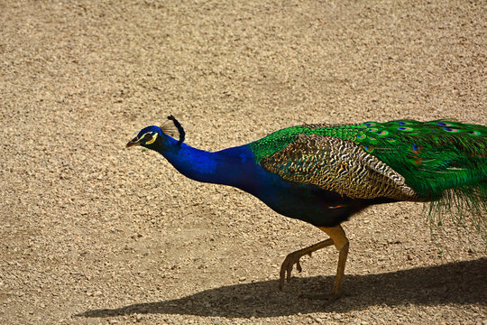 Paw indyjski, paw niebieski, paw zwyczajny, Pavo cristatus, pavone, samiec pawia na żwirowej ściezce w parku z palmami, paw jako potomek dinozaura, peacock as a descendant of a dinosaur