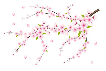 Cherry blossom branch pink sakura high resolution transparent png photo