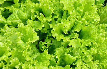 Vibrant Green Curly Lettuce Leaves Close-Up top view