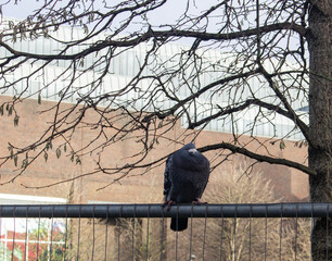 Pigeon sitting on a fence